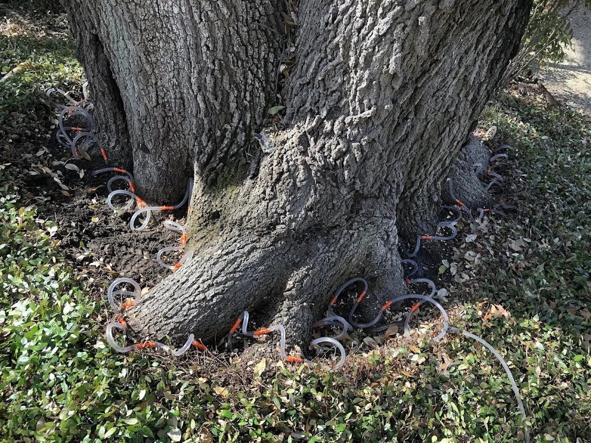Detailed Tree Cabling and Bracing job site in Tell City
