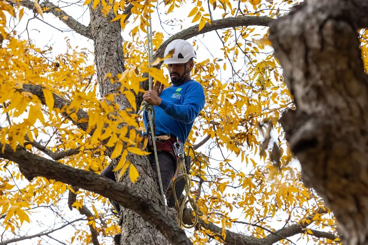 Skilled Tree Pruning crew working in Tell City